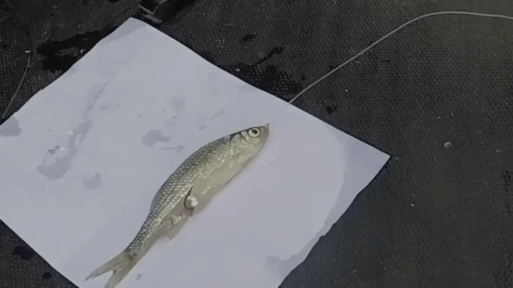 How To Hook A Minnow For Ice Fishing