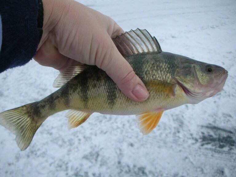 How To Hook A Minnow For Ice Fishing (Complete Guide)