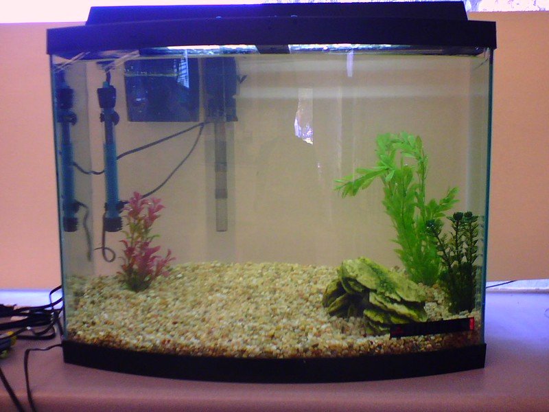 How To Set up A Fish Tank