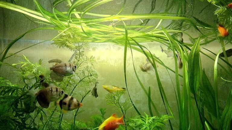 How To Set up A Fish Tank (Step-By-Step)