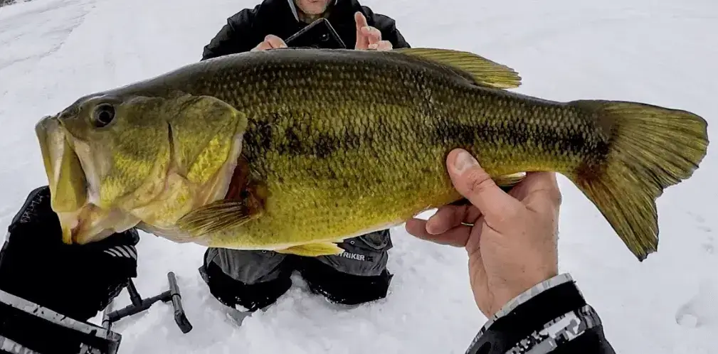 Ice Fishing For Bass Tactics