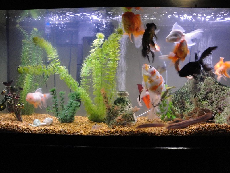 a complete guide on How To Set up A Fish Tank